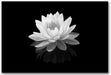 Zen Canvas Wall Art Lotus Flower Canvas Painting Black and White Floral Pictures Modern Meditation Frame Ready to Hang (Black and White Lotus Flower - 3, 8"X10"(20X25Cm))