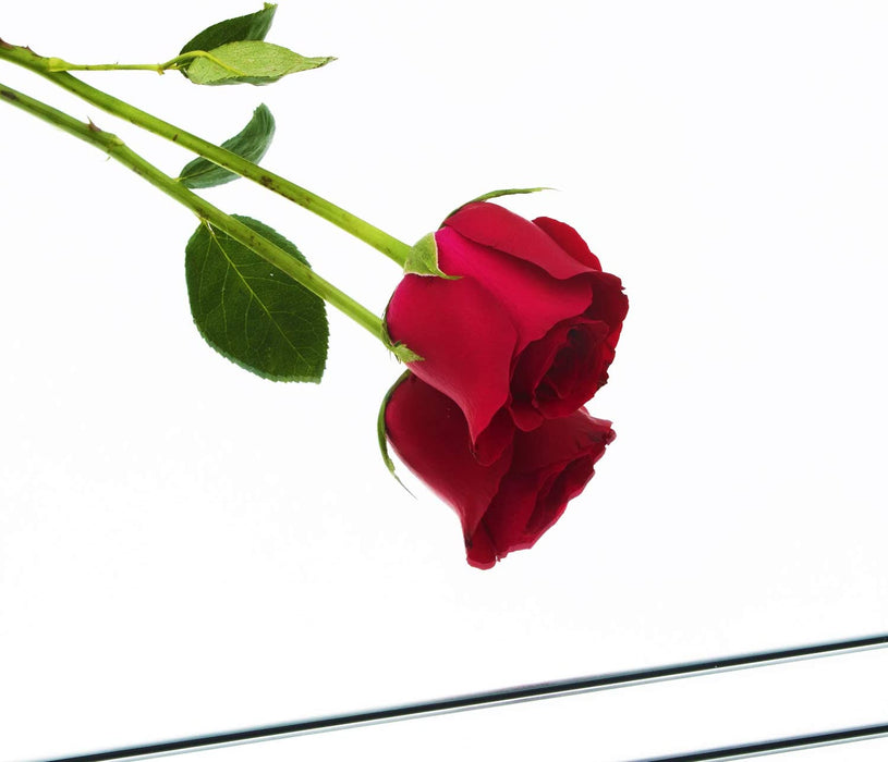 Home Gym Mirrors 12 Inch X 12Pcs Wall Mounted Mirror Glass Frameless Full Length Mirror Tiles for Home Gym, Bedroom, Door & Bathroom