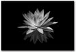 White Lotus Flower Canvas Print Zen Pictures Wall Art Decor Black and White Floral Painting Decor Frame Ready to Hang (Black and White Lotus Flower - 5, 8"X10"(20X25Cm))