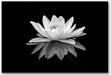 Lotus Flower Canvas Print Zen Wall Art Black and White Floral Pictures Painting Bathroom Spa Decor Frame Ready to Hang (Black and White Lotus Flower - 1, 12"X18"(30X45Cm))