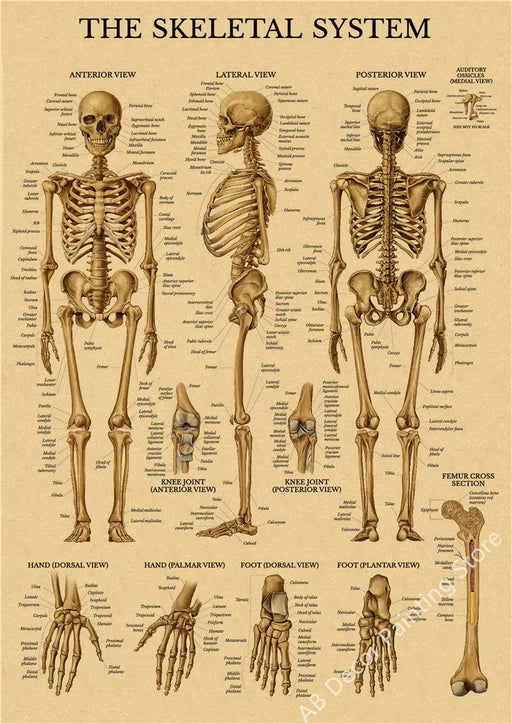 Retro Organ Systems in the Human Body Posters Skeleton Anatomy Kraft Paper Prints DIY Vintage Home Room Art Wall Decor Paintings